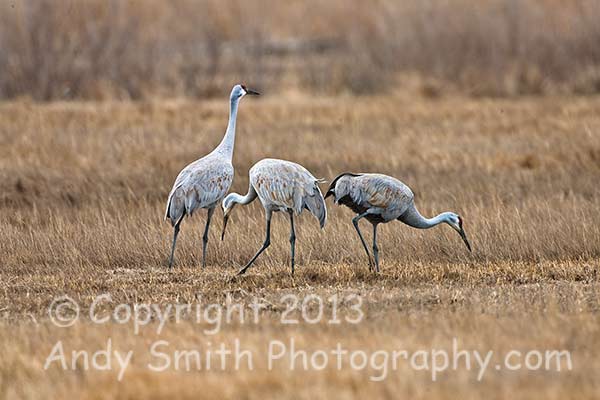 Sandhill Cranes Feeding in New Jersey